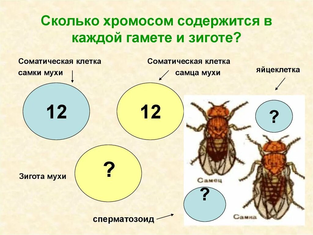 Сколько аутосом содержится у человека. Сколько хромосом. Сколько соматических хромосом у человека. Сколько хромосом содержится в Гамете. Набор хромосом мухи.