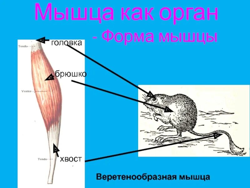 Классификация и строение мышц примеры Тело человека. Мышцы Дефектология Проф