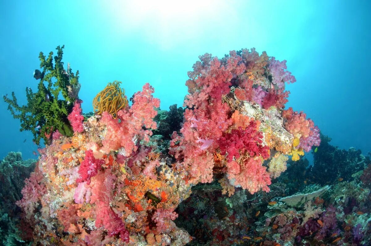 Coral more. Кораллы в Тайланде. Коралловые рифы Монерон. Водоросли кораллового рифа. Морские водоросли на рифе.