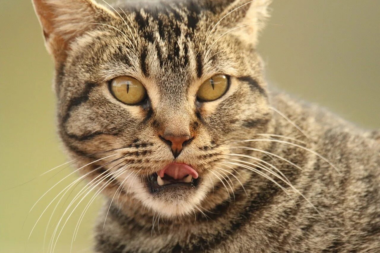 Как выглядел 1 кот. Язык котэ. фото кошек крупным планом.