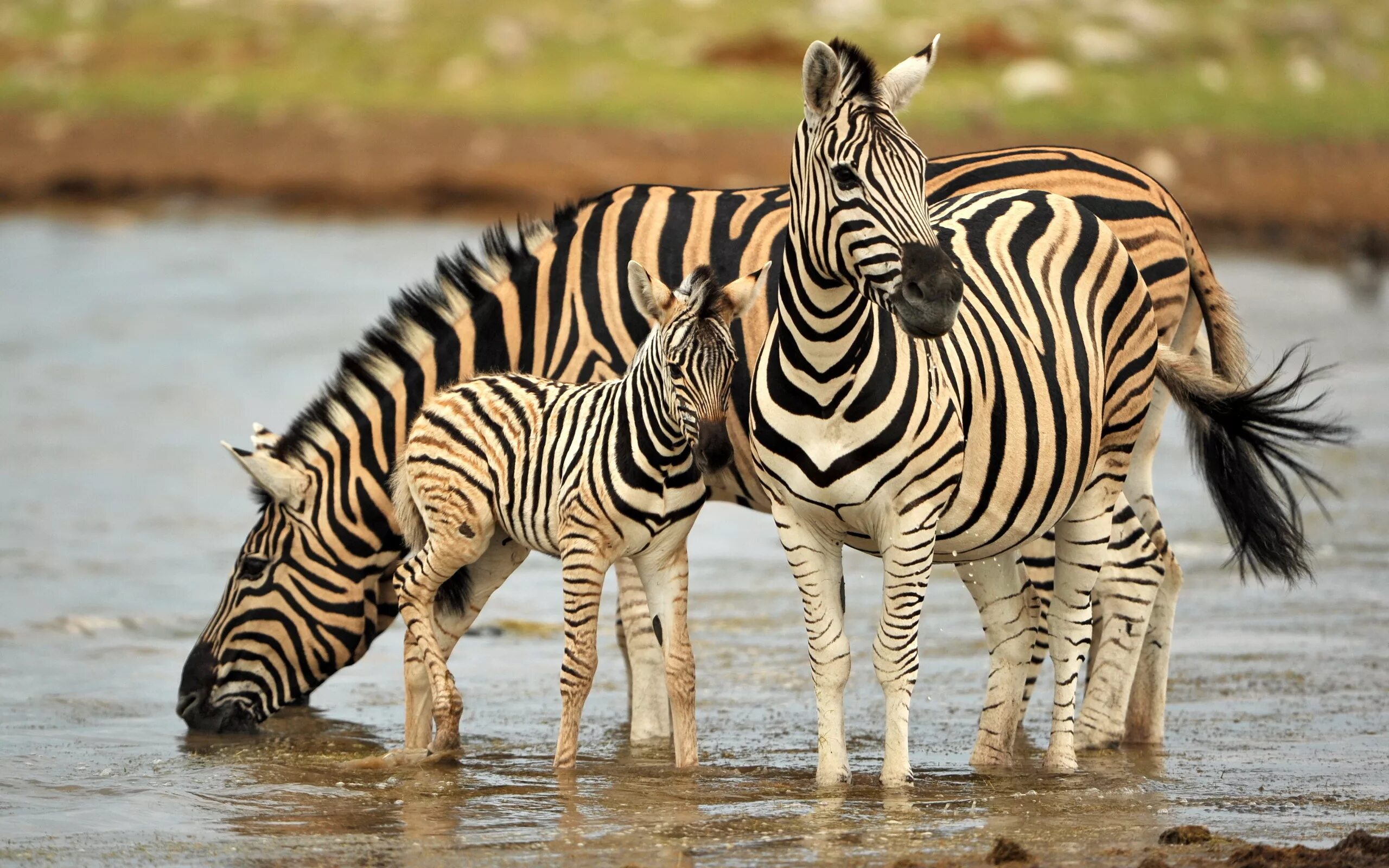 Зебра в Африке. Непарнокопытные зебры. Себр. Зебра Живая. Зебра живет в африке