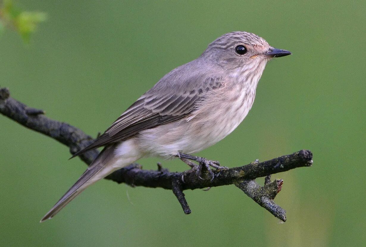 Мухоловка птица. Серая мухоловка. Мухоловка серая – Muscicapa striata (Pallas, 1764). Птичка мухоловка пеструшка.