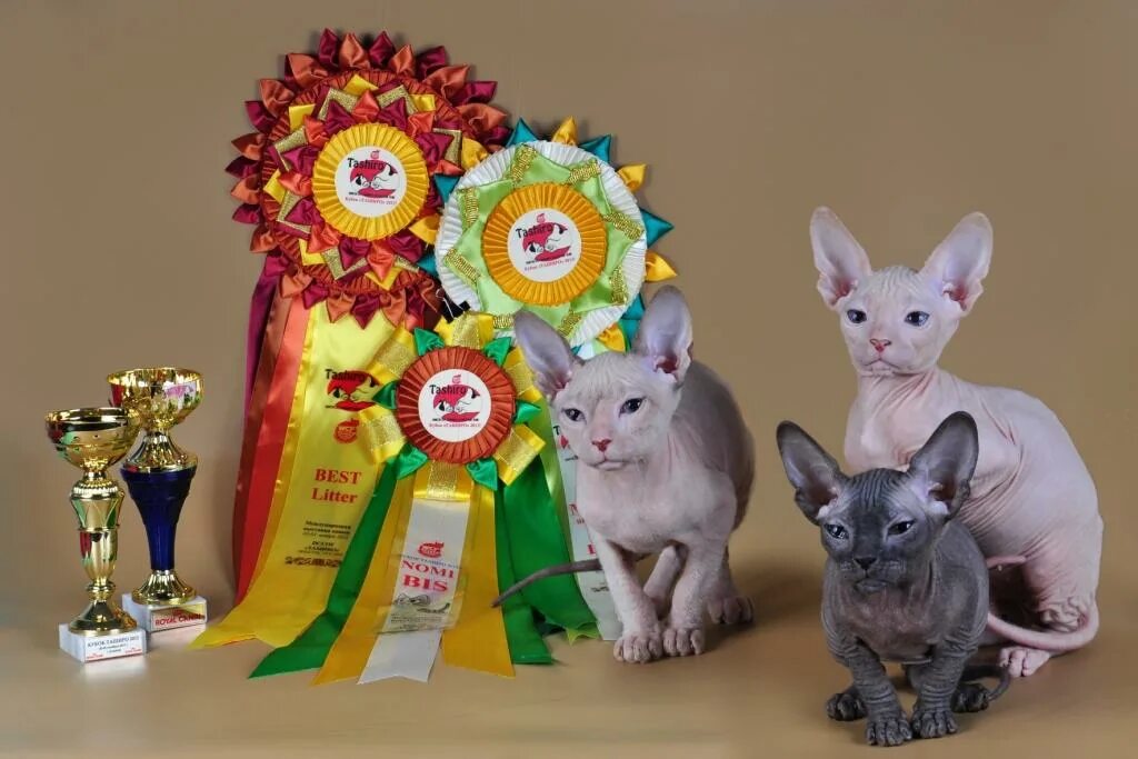 донской сфинкс. питомник кошек сфинксов. 1 канадский сфинкс. канадский сфинкс москва. питомник планета грёз канадский сфинкс.