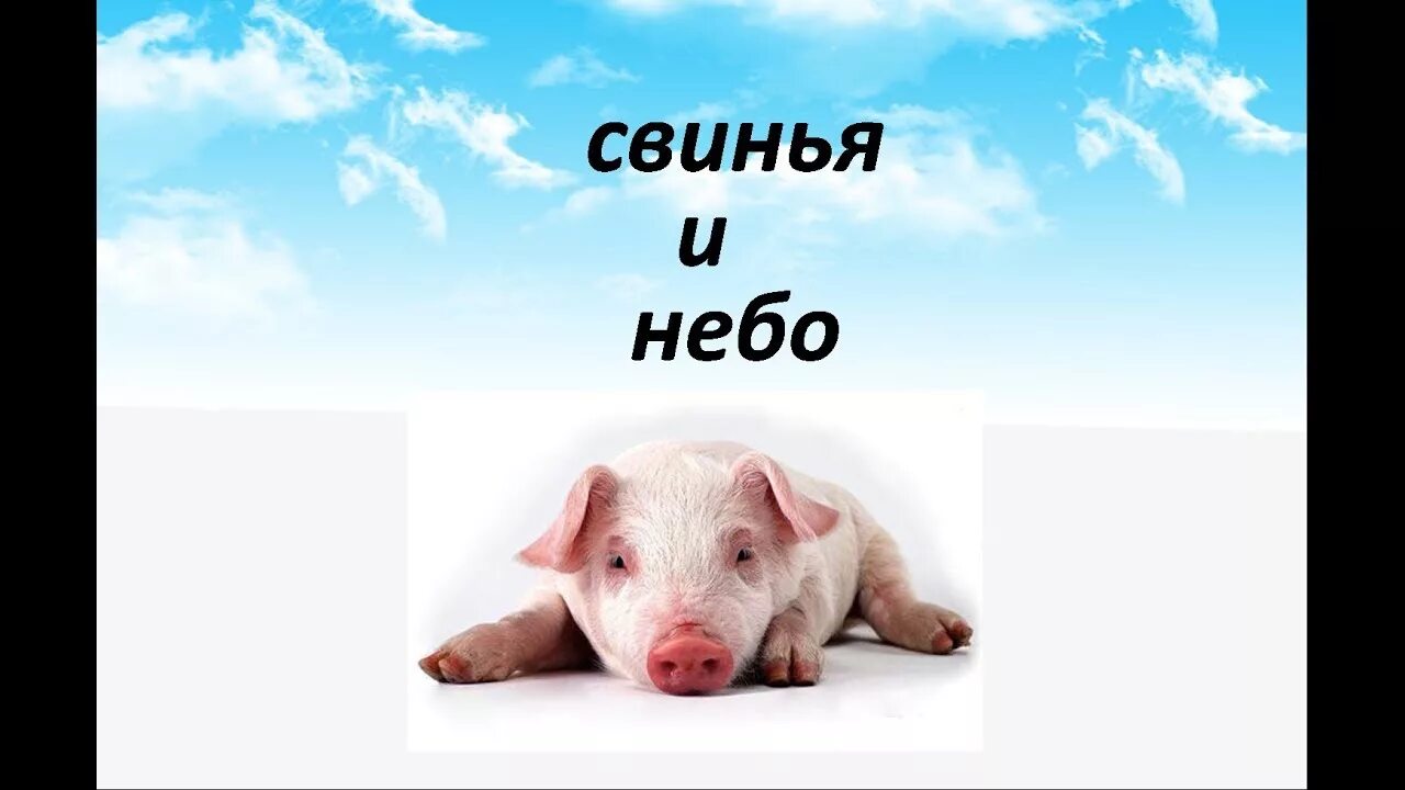 Свинья небо