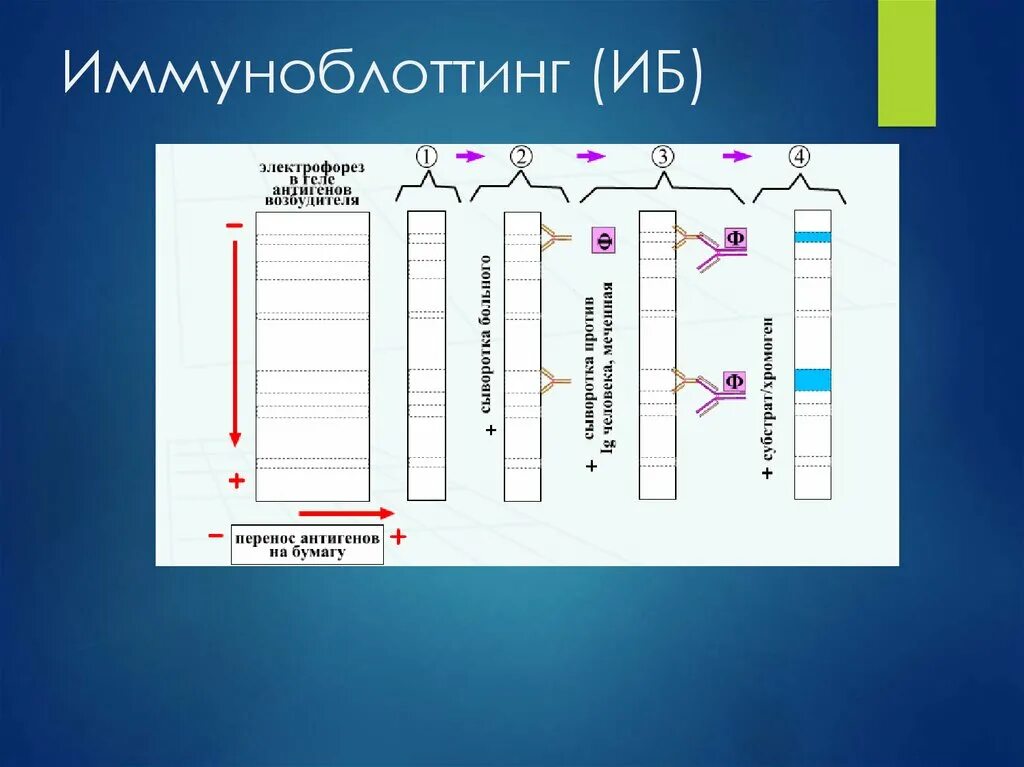 Иммуноблоттинг микробиология схема. Иммуноблот ВИЧ. Иммуноблоттинг микробиология механизм. Иммуноблоттинг компоненты реакции. Расшифровка иб