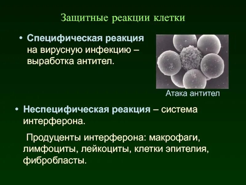 Продуценты интерферонов. Реакция клетки на вирусную инфекцию. Макрофаги выработка антител. Интерферон вирусология. Реакция на лейкоциты положительная