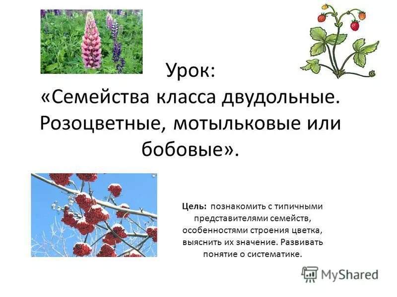 тест розоцветные 7 класс