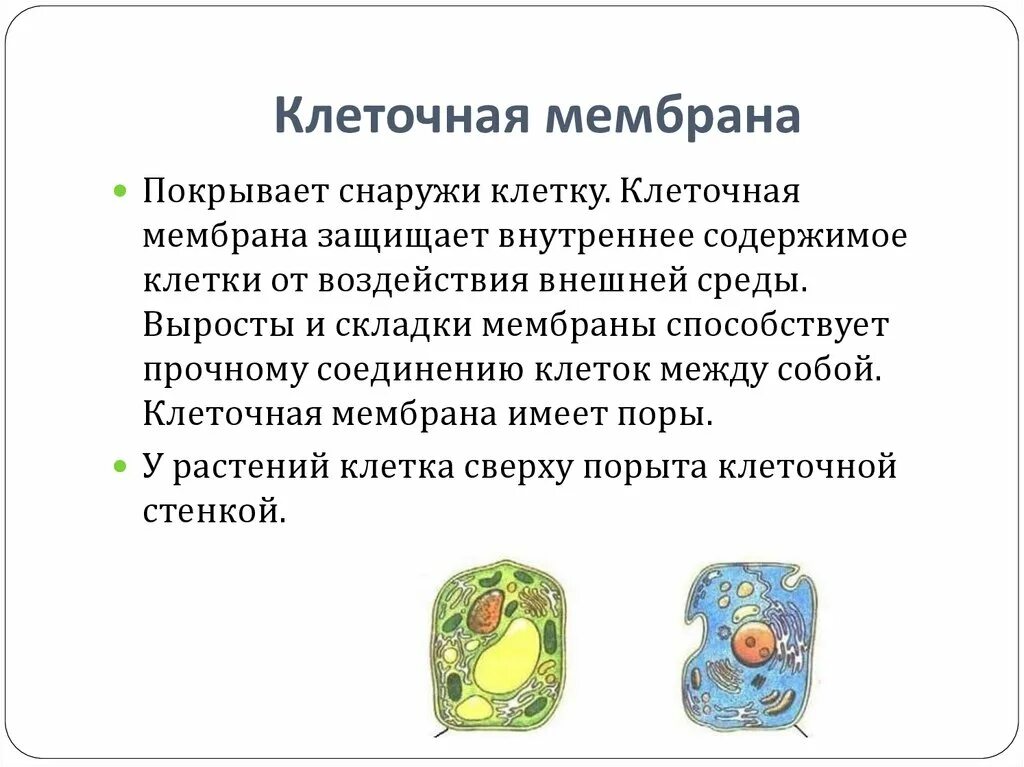 Мембрана растительной клетки функции. Мембрана и оболочка клетки 5 класс. Мембрана растительной клетки. Строение мембраны клетки. Клеточная мембрана внутренняя и наружная.