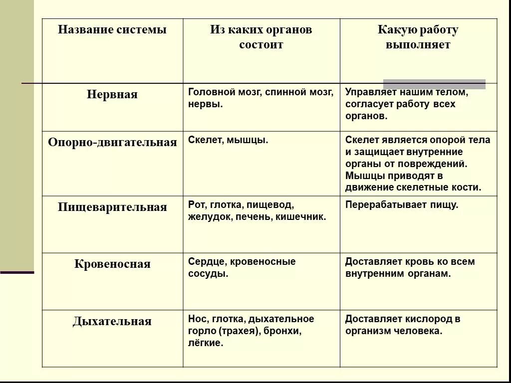 Системы органов человека таблица функции органы