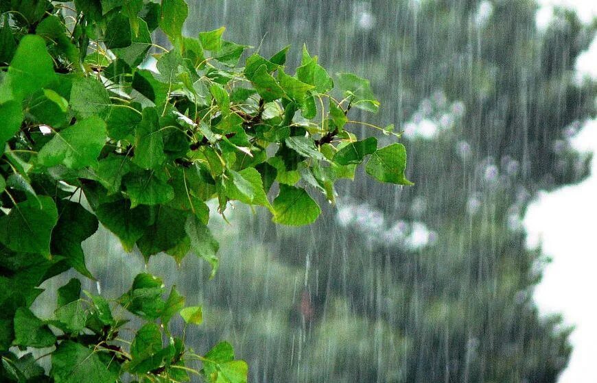 После летнего дождика. Дождь деревья. Весенний дождик. Летний дождь.