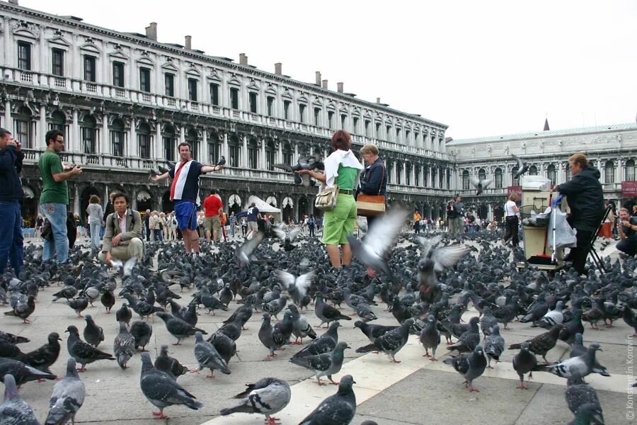 Площадь санто марко голуби. Фобии список. Птичья болезнь орнитоз. Боязнь голубей как называется. Боязнь голубей как называется.