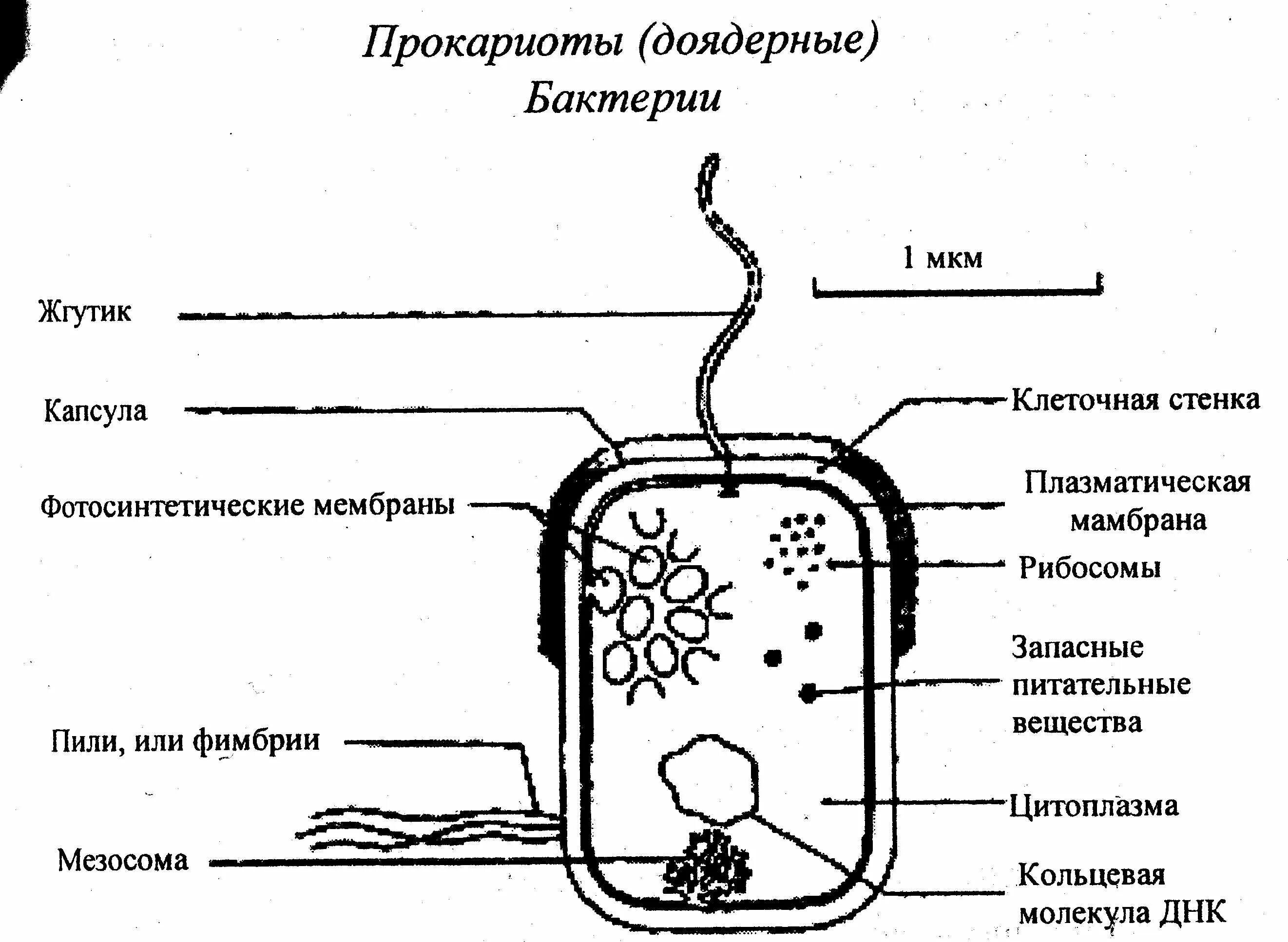 Прокариоты рисунок