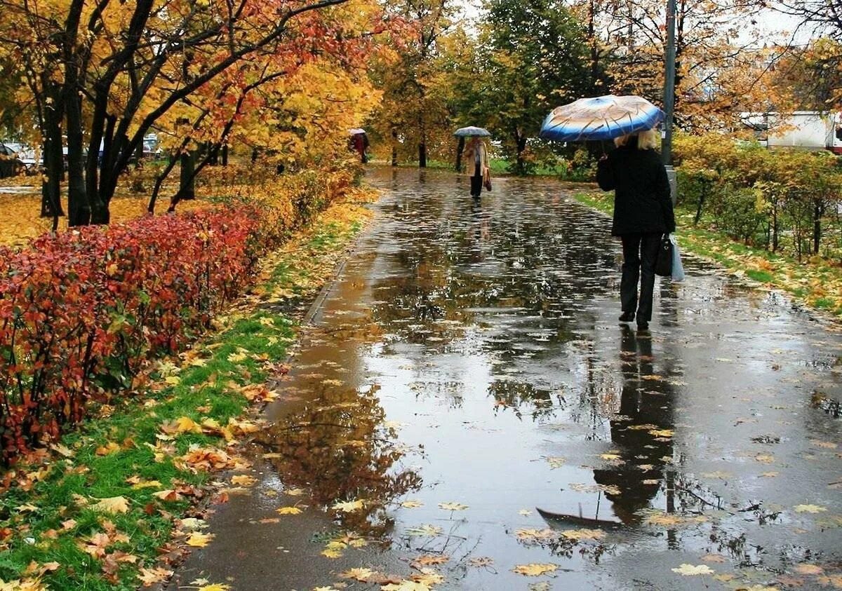 Осень дождь. Ненастная погода небольшой но удобный неторопливо. Осень дождь. Небольшой дождь. Дождливый день.