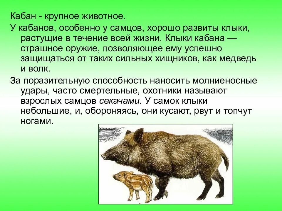 Я ядреный как кабан. Доклад про кабанов 4 класс. рассказ кабан чарушин. рассказ про кабана из рассказа е. и. чарушин. кабан. е и чарушин кабан 4 класс.