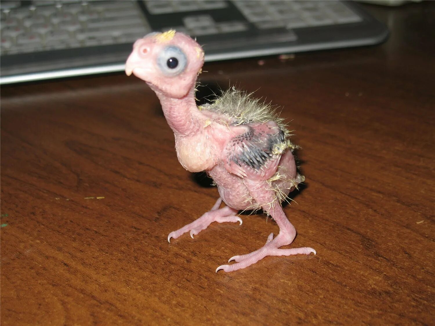 Человек животное без перьев. Лысый попугай корелла. птенец попугая. попугай без перьев. птенчик лысый.