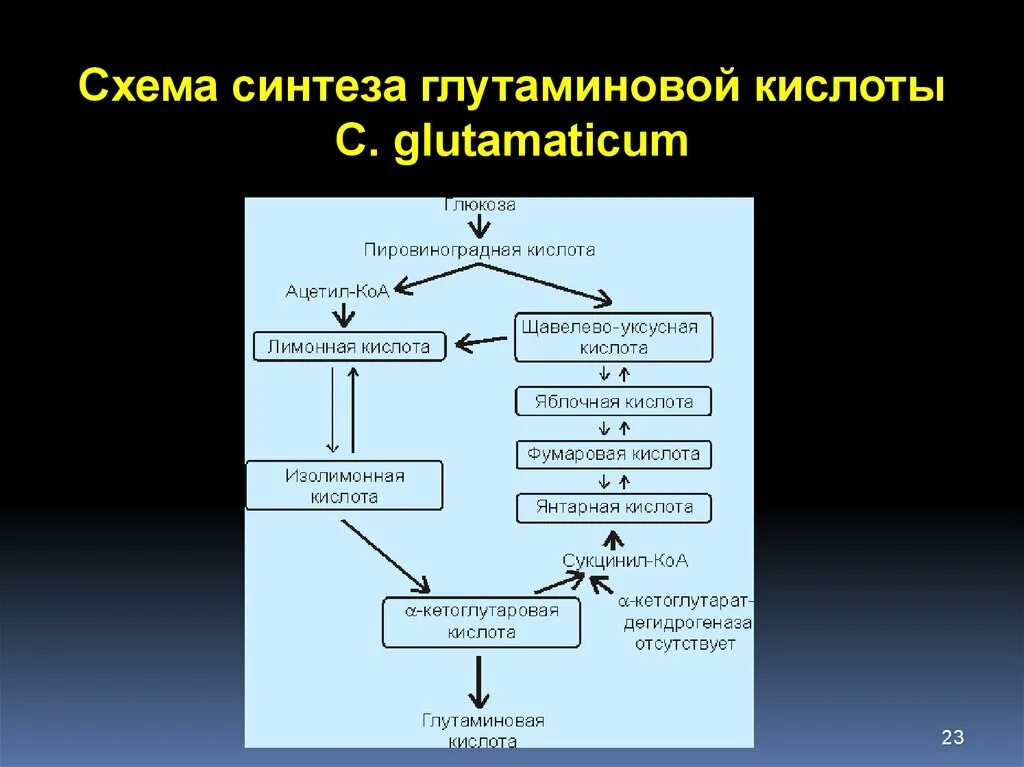 Синтез адрес. Схема синтеза глутаминовой кислоты c. glutamaticum.. Синтез пептидов из глутаминовой кислоты. Цикл глутаминовой кислоты биохимия. Синтез глутаминовой кислоты биохимия.