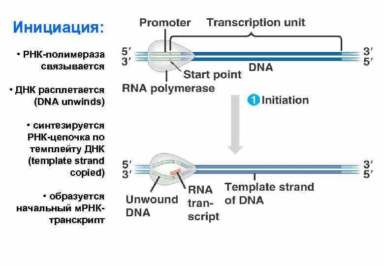 РНК полимеразы 2 инициация транскрипции. РНК полимераза 1 инициация. РНК полимераза 1 инициация транскрипции. Исходный продукт синтеза РНК полимеразой.