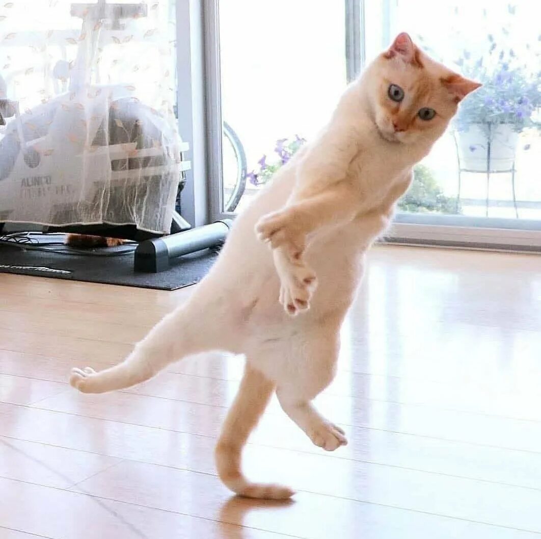 Танцующий кот под музыку. Танцующий кот. котик танцует. смешные кошки. кот пляшет.