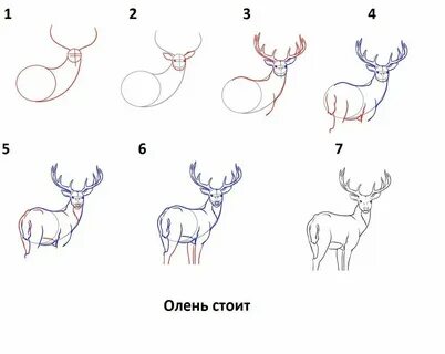 Как нарисовать оленя карандашом - легкие поэтапные мастер-классы для начинающих 