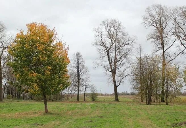 Несколько зон отдыха появятся в Осановской роще в микрорайоне Бывалово " Онлайн 