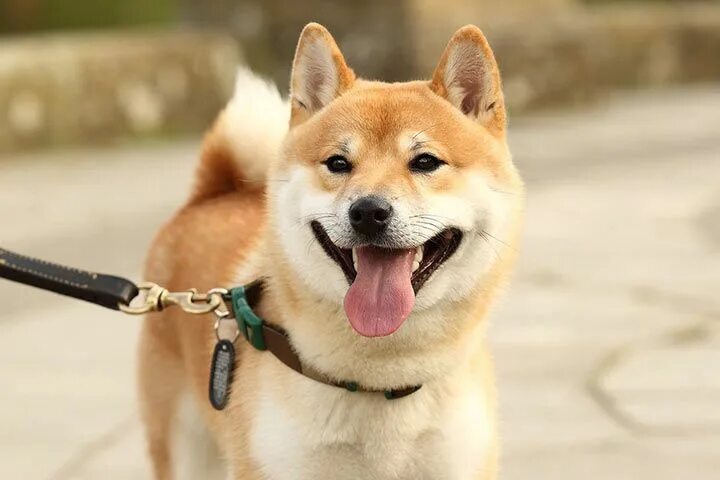 Симба уно собака. Порода собак шиба ину. Cb,e byf. Порода сиба ину. Сиба ину белая.