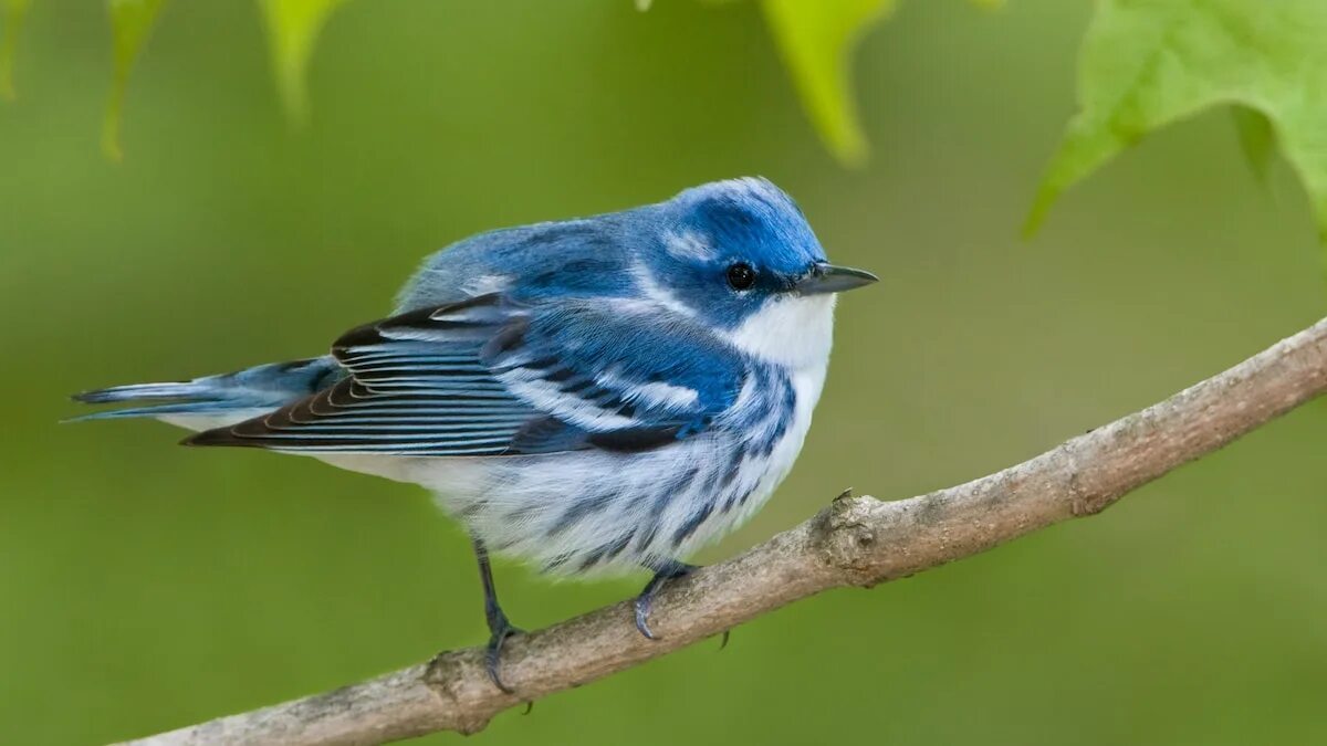 Синие животные в природе. North American Birds. Георг синяя птица. Birds of America.
