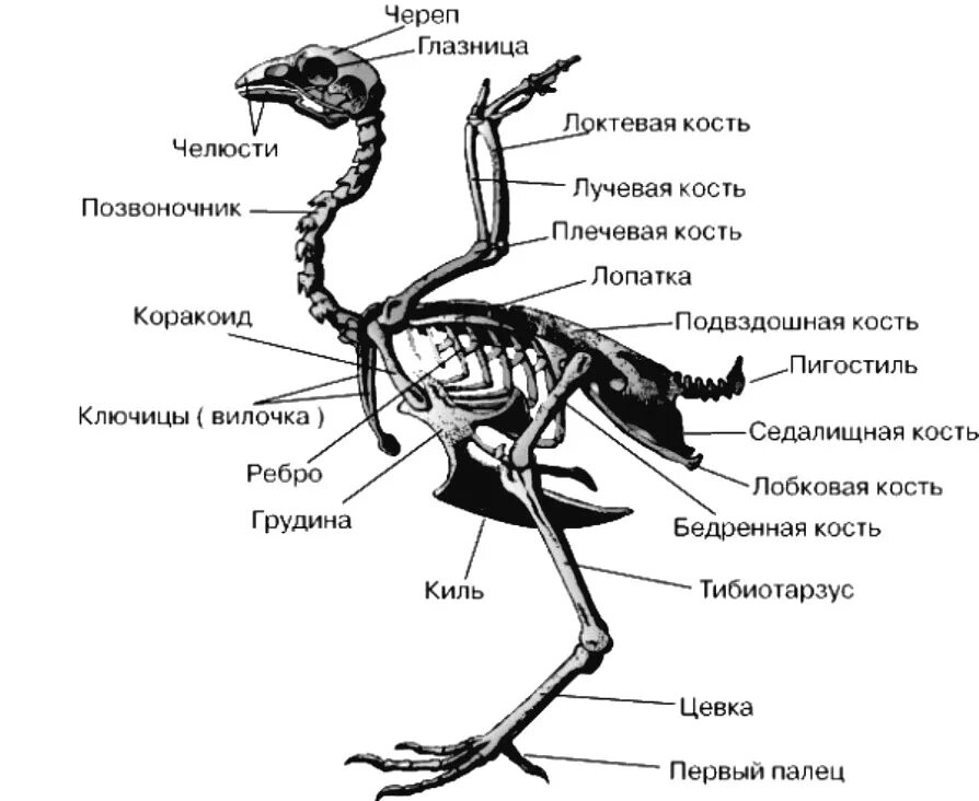 Скелет конечностей у птиц состоит из. Строение скелета голубя. Строение костного скелета птицы. Строение кости скелета птицы. Скелет птицы спереди.