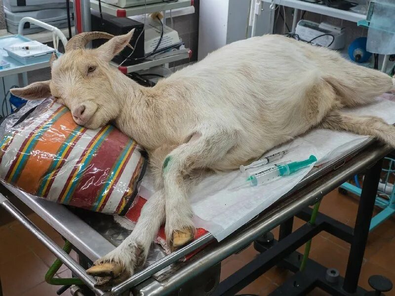 осмотр животных ветеринарами. ветеринары военнообязанные или нет. военный врач ветеринар. военный врач ветеринар. ветеринары военнообязанные или нет.