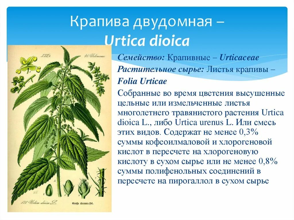 Крапива семейство. Крапива двудомная (Urtica dioica). Строение листа крапивы двудомной. Крапива двудомная Тип листа. Крапива двудомная (Urtica dioica l.).