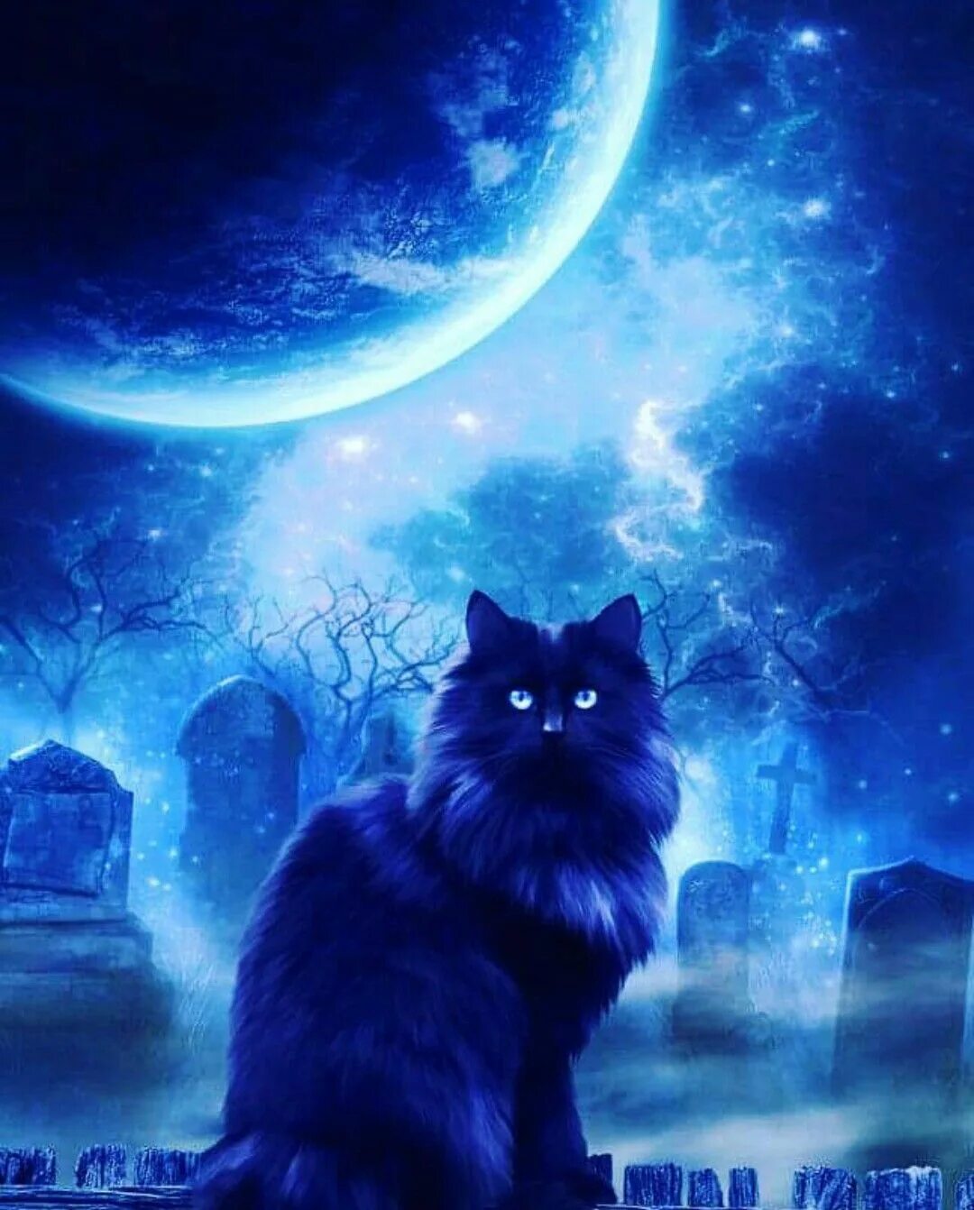 Таро кэт блэк. Черный кот оракул. Коты и магия. Черный кот оракул. Черный кот оракул.