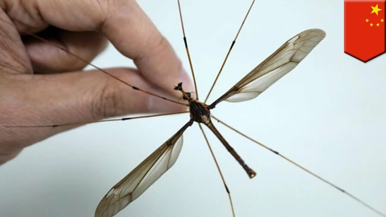 Как называется большой комар. Карамора комар долгоножка. Комар гигант - долгоножка. Большие комары. Самый большой комар.