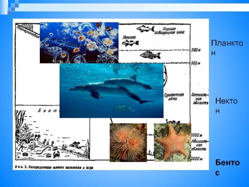 Планктон Нектон бентос. Планктон Нектон бентос водной среде обитания. Зоопланктон Нектон и бентос. Водная среда обитания бентос планктон.
