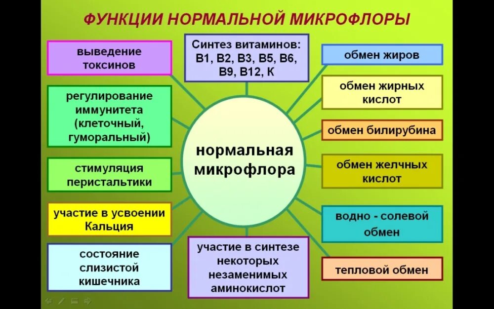 Микрофлора кишечника народными средствами. Функции нормальной микрофлоры кишечника. Функции нормальной микрофлоры кишечника человека. Значение нормальной микрофлоры организма человека. Микрофлора кишечника человека.