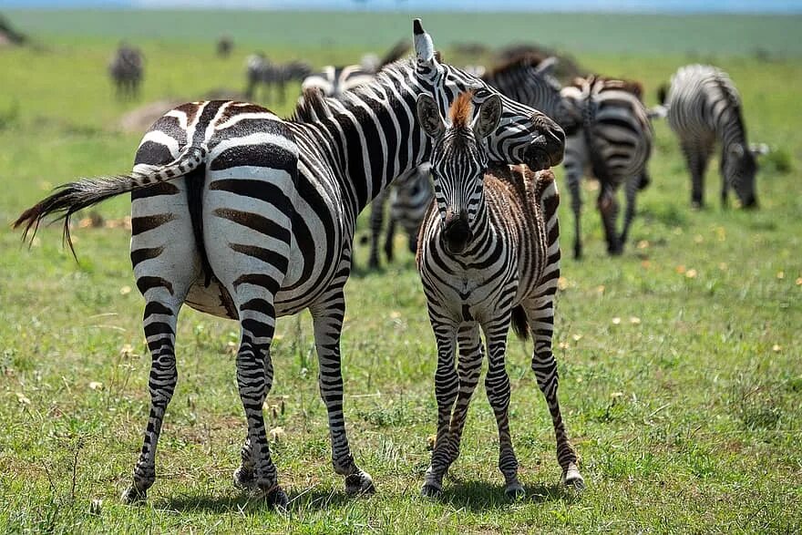 Зебра в Африке. Зебра спаривается. Зебра самка.