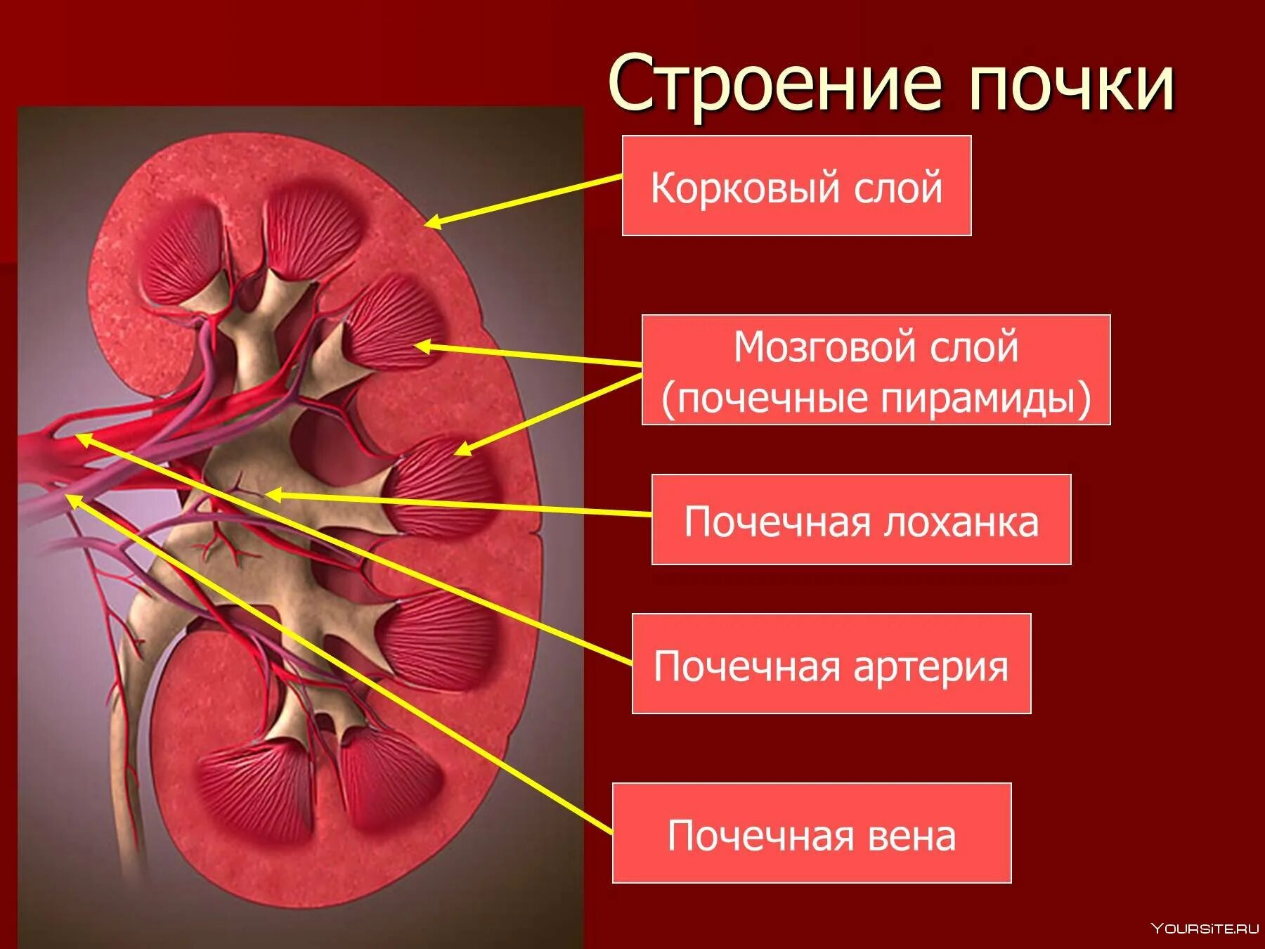 Какого цвета почки. Почечная пирамида анатомия. строение почки биология 8 кл. строение почки 8 класс биология. строение почки человека 8 класс биология.