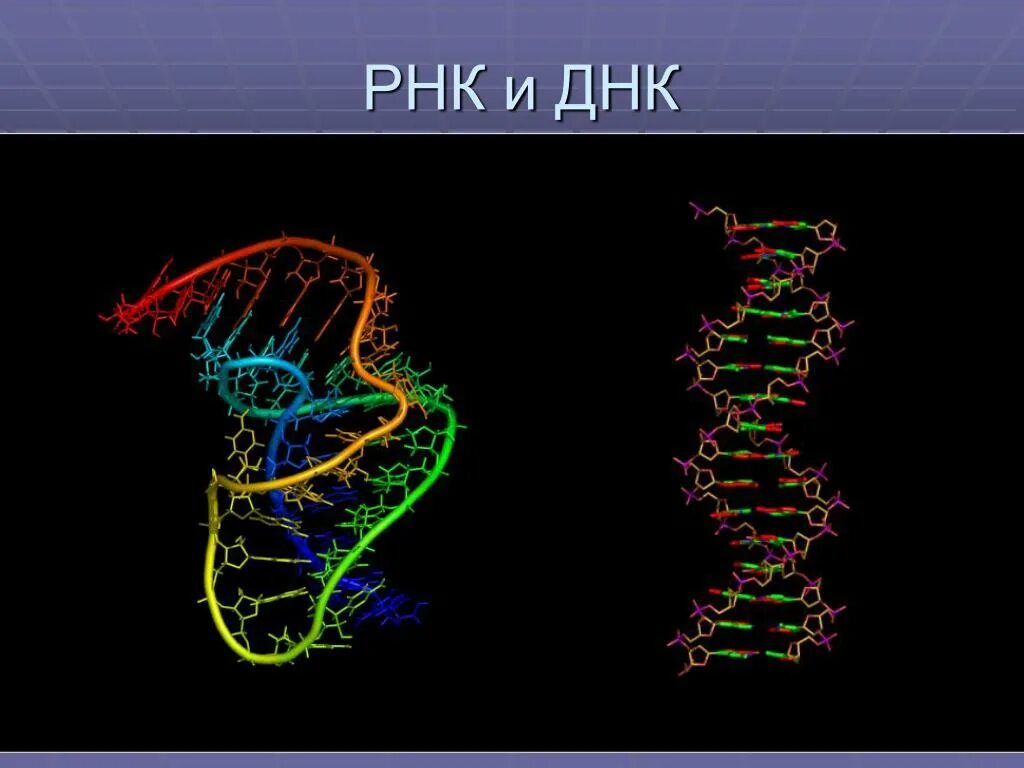 ДНК И РНК. ДНК И РНК рисунок. Как выглядит РНК. Строение ДНК.