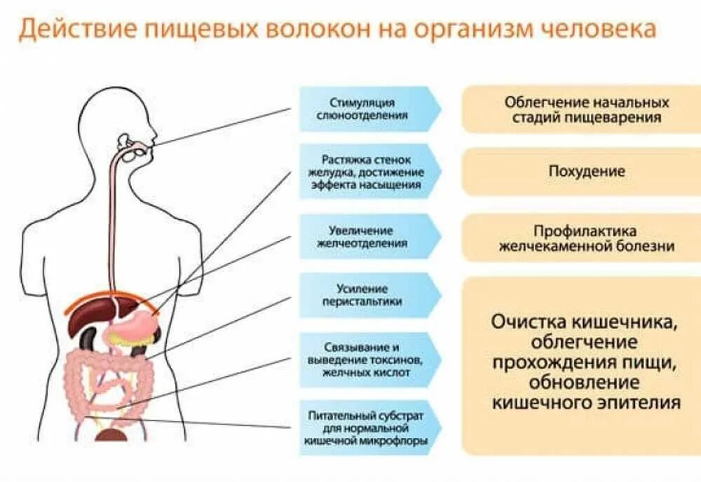 В организме способствует заболеваниям и. Роль пищевых волокон в организме человека. Роль пищевых волокон в процессе пищеварения. Значение пищевых волокон для организма человека. Функции пищевых волокон в организме человека.