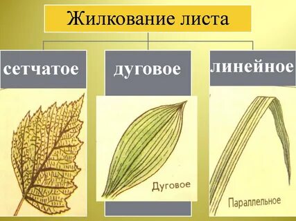 Жилкование листьев 3 типа