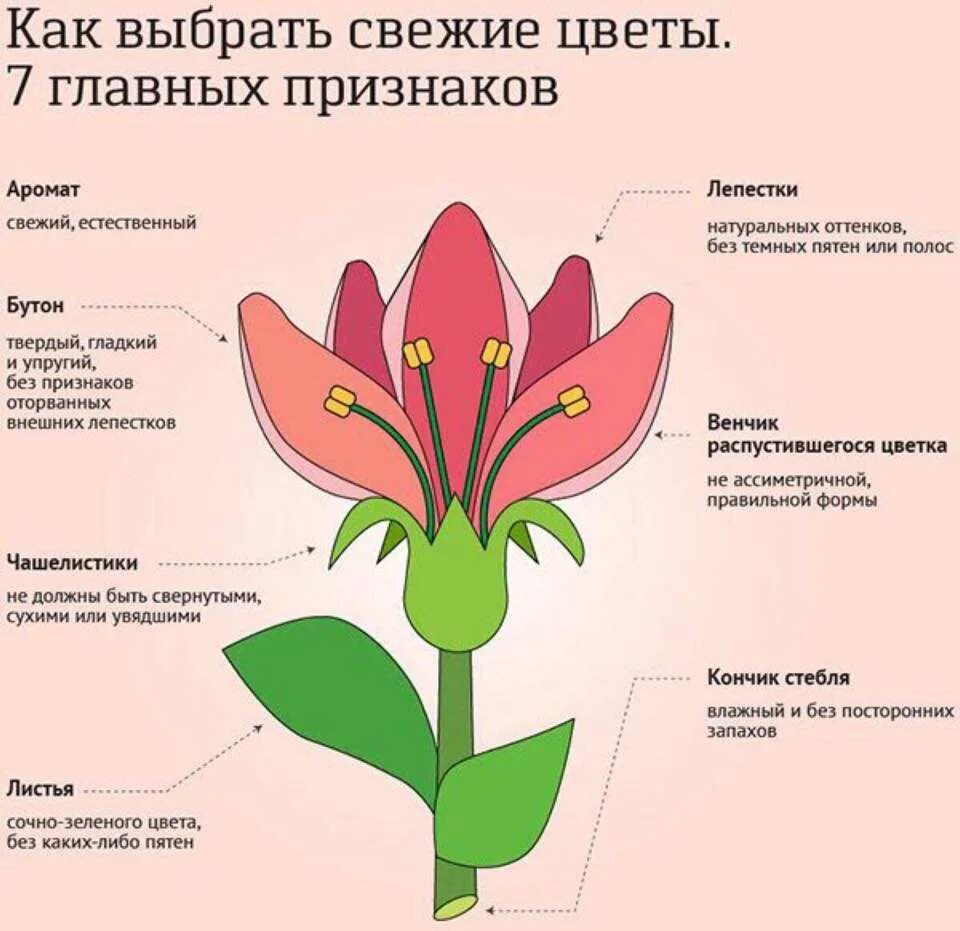 Цветы значение. Инфографика цветы. значимые цветы. инфографика магазина цветов. инфографика в цветах.