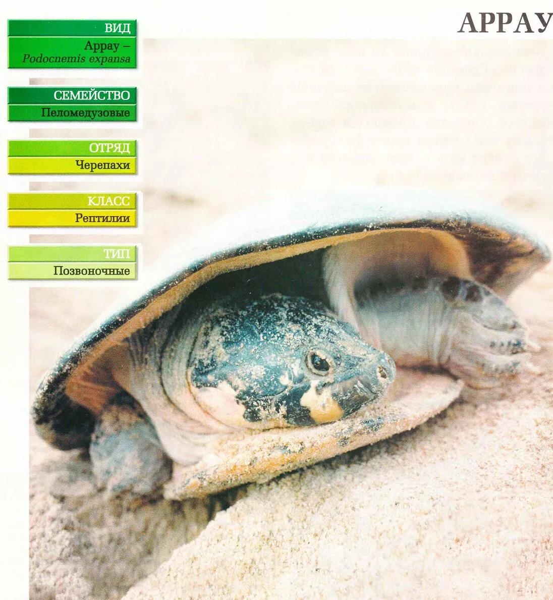 систематика черепахи. черепаха вид отряд класс тип царство. систематика морской черепахи. классификация черепахи. классификация черепахи.