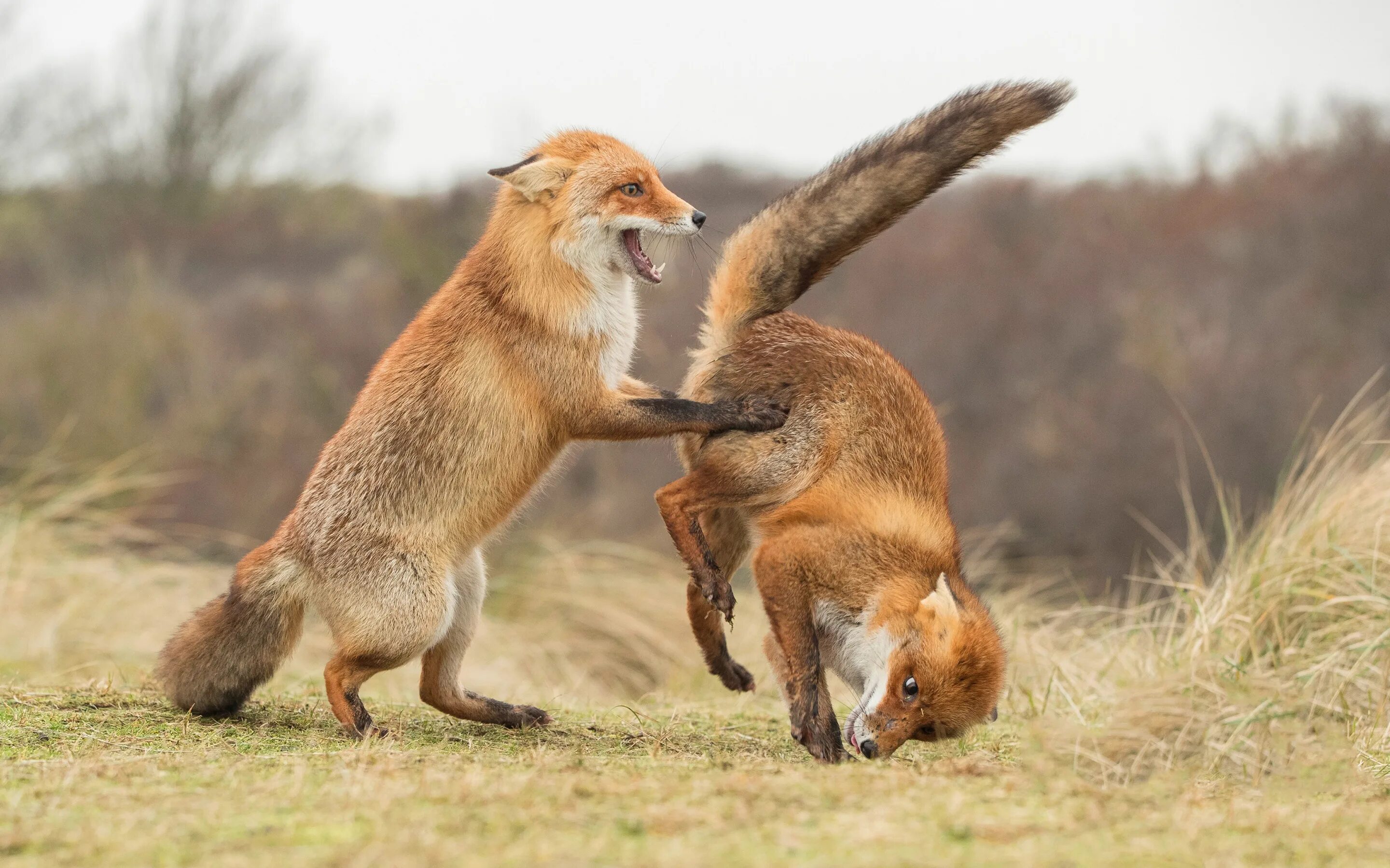 Прикольные картинки. Конкурса comedy Wildlife Photography Awards. Финалисты конкурса comedy Wildlife Photography Awards:. Забавные животные. Смешные картинки животных.