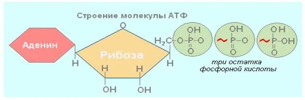 Схема строения АТФ. Схема структуры молекулы АТФ. Схема строения нуклеотида АТФ. Схема молекулы АТФ И ее части. Аденин рибоза три остатка