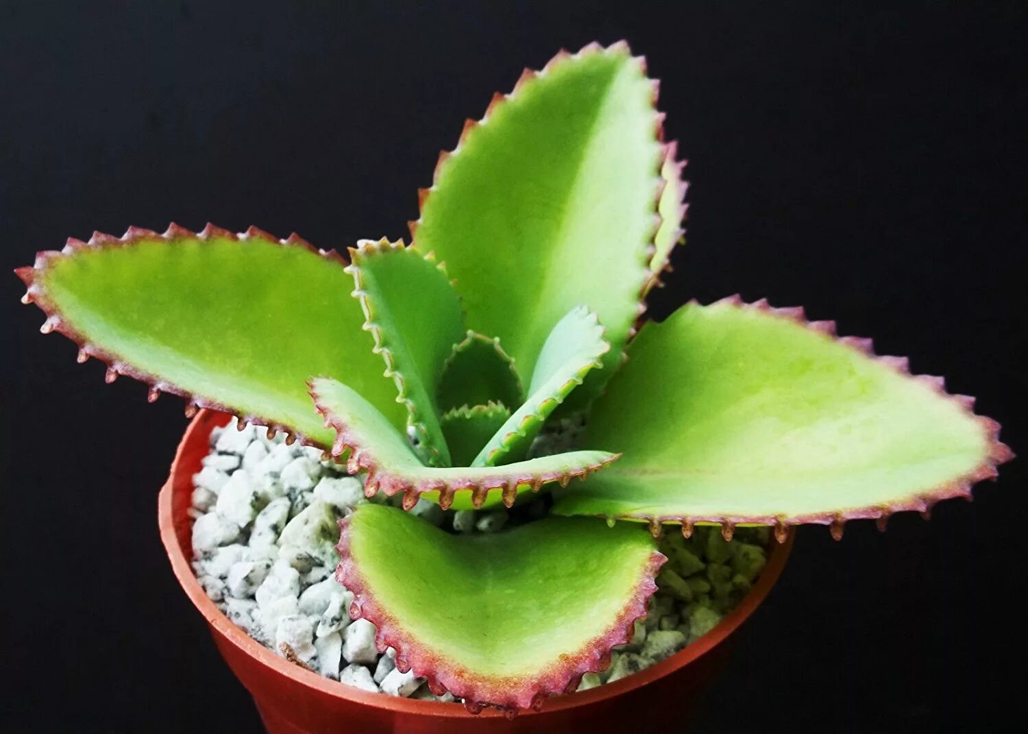 Kalanchoe daigremontiana. Растение каланхоэ. Каланхоэ лечебное растение. Каланхоэ суккулент. Каланхоэ маленькое