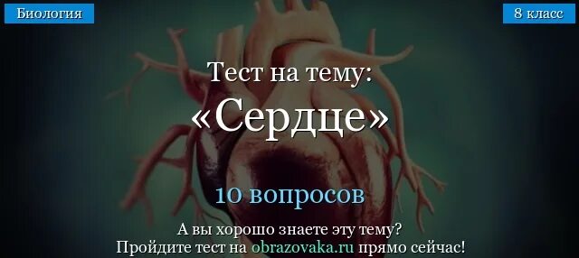 Сердце биология тест