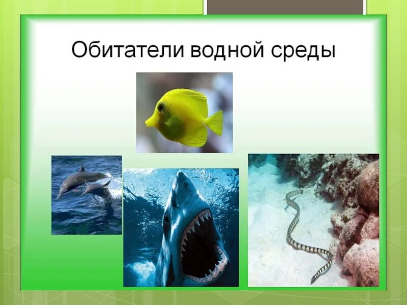 Примеры обитателей среды 5 класс. Кто обитает в водной среде. Примеры обитателей водной среды. Обитатели водной среды 5. Обитатели водной среды 5 класс.