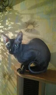 Котенок сфинкса отдам