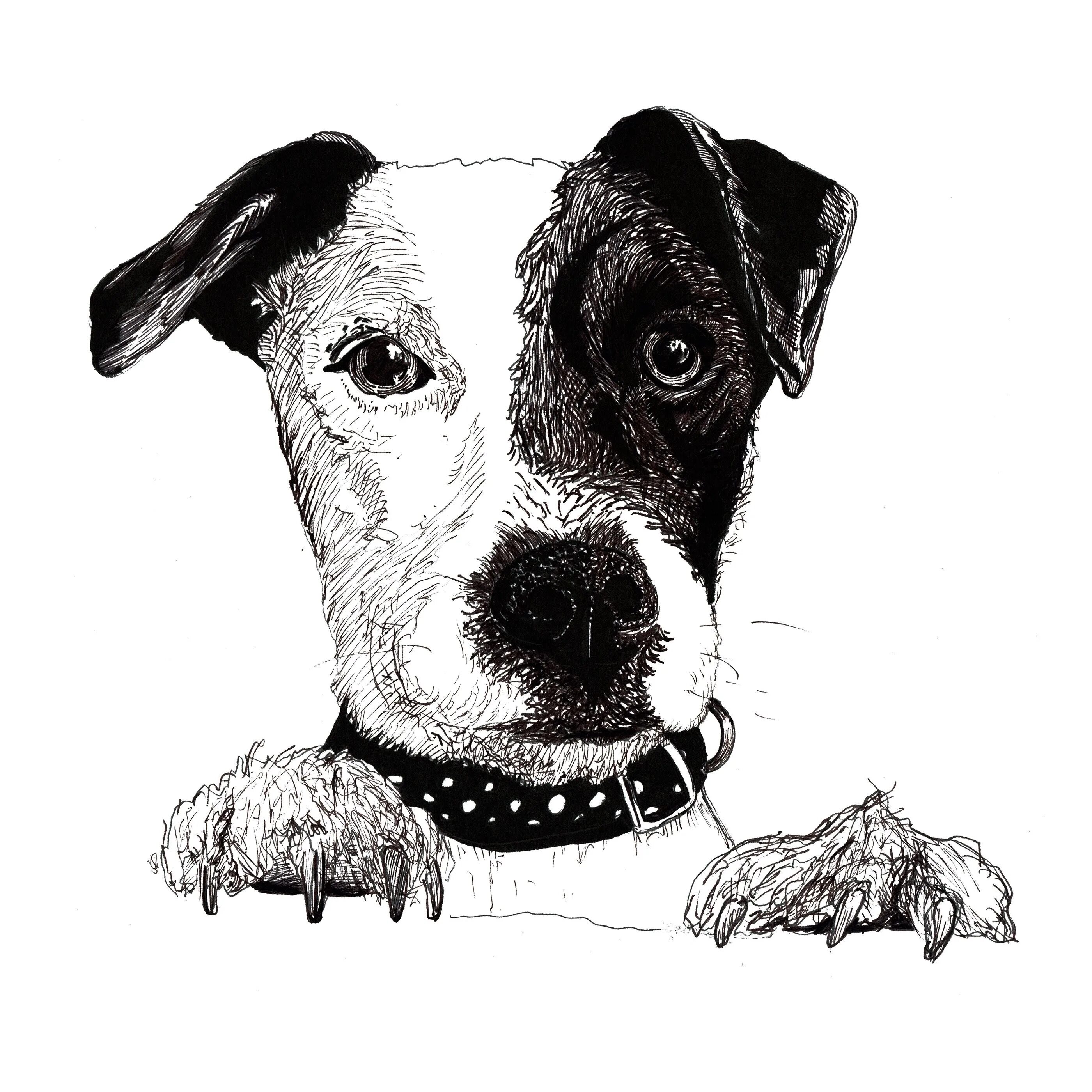 Собака рисунок. Собака Графика. Собака рисунок черно белый. Собака рисунок карандашом. Рисунок собаки графика