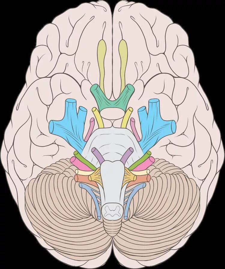 12 Черепно мозговых нервов. 12 Пар черепно мозговых нервов. Черепно мозговые нервы анатомия. Черепные нервы топография.