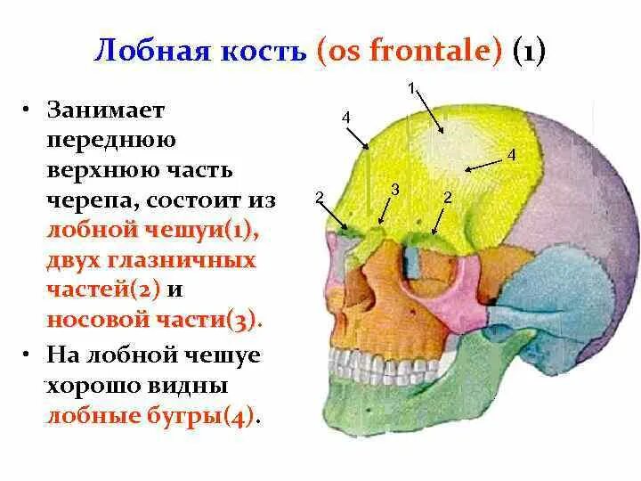 Анатомия лобной кости черепа. Скелет головы лобная часть. Строение черепа лобная часть. Лобная кость черепа анатомия.