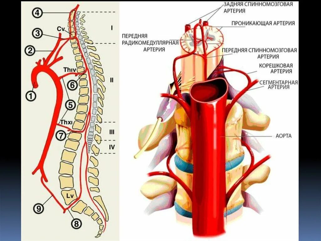 Задняя спинномозговая артерия анатомия. Артерия Адамкевича анатомия. Кровоснабжение спинного мозга артерия Адамкевича. Спинномозговые ветви позвоночной артерии.